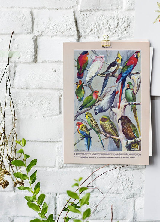 Papagaien Macaw and Parrot Vintage Poster