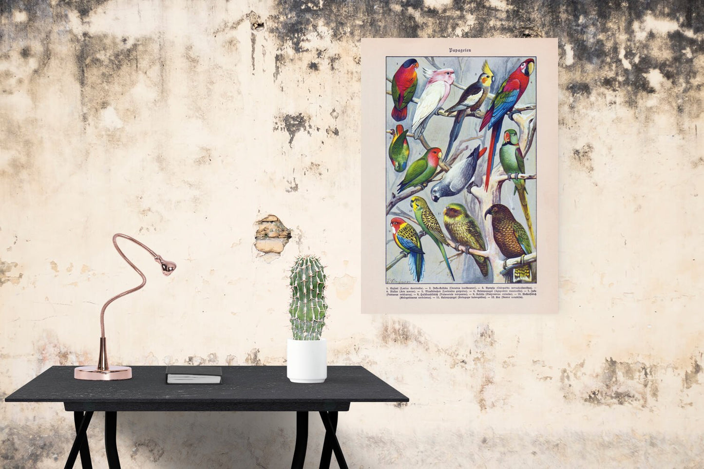 Papagaien Macaw and Parrot Vintage Poster