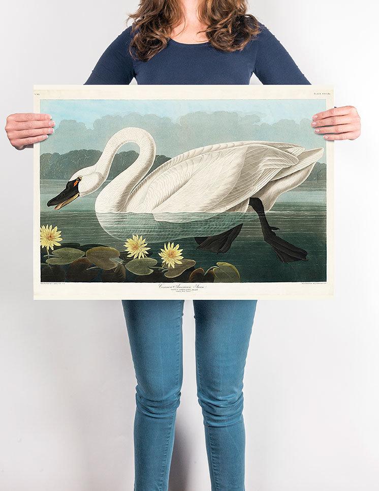 Common American Swan Art Print