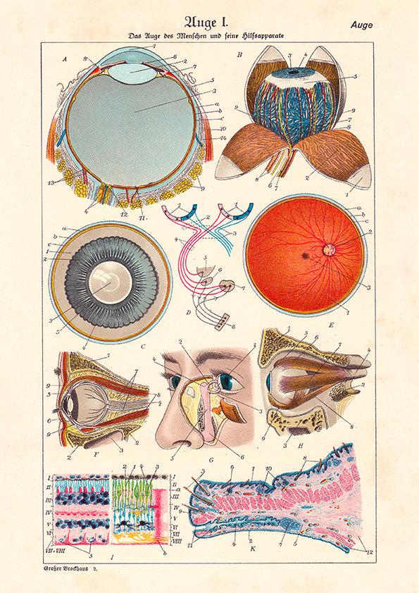 Anatomy Of The Eye Science Poster