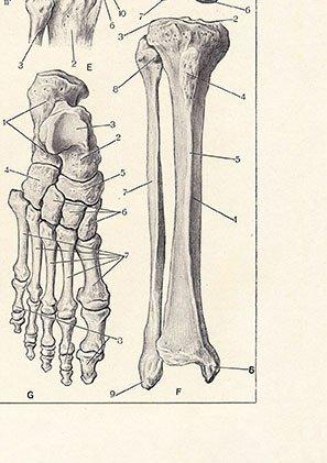 Leg Bones Anatomy Poster