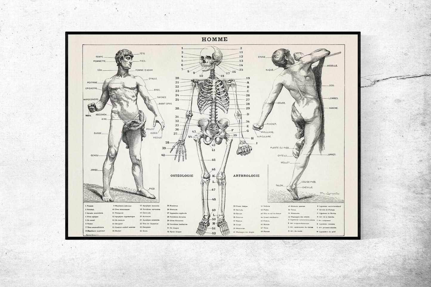 Human Osteology and Arthrology Anatomy Poster