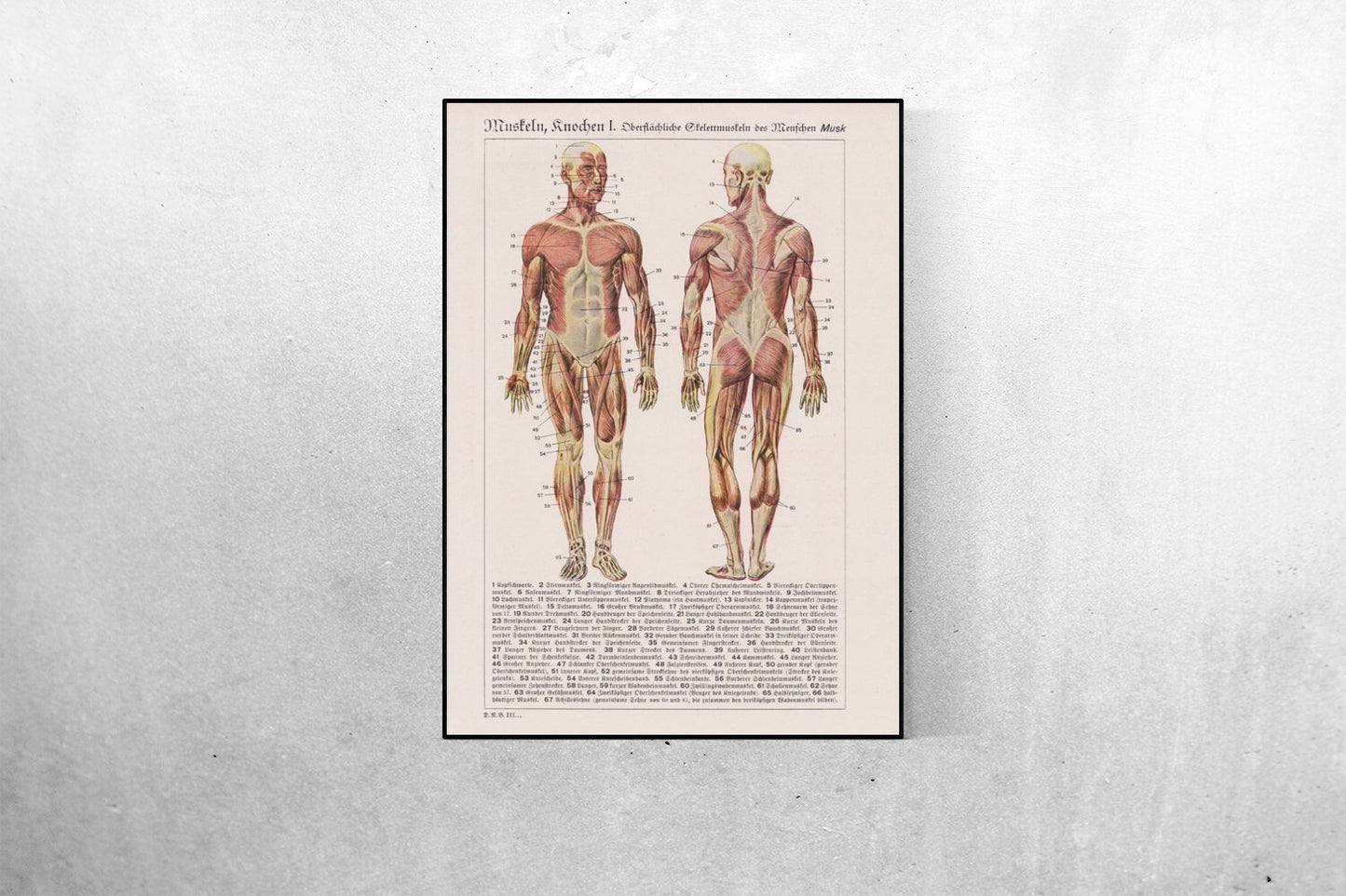 Human Muscles and Bones Anatomy Poster