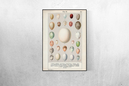 Eggs Collection III Poster