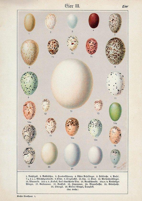 Eggs Collection III Poster