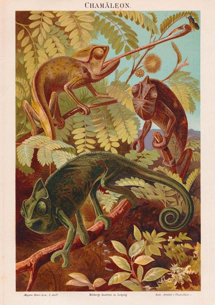 Chameleons Nature Poster